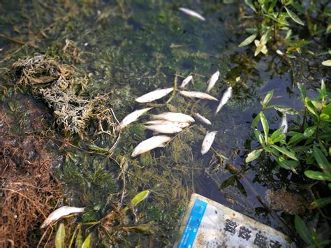 死魚處理|3种方法来判断鱼死没死